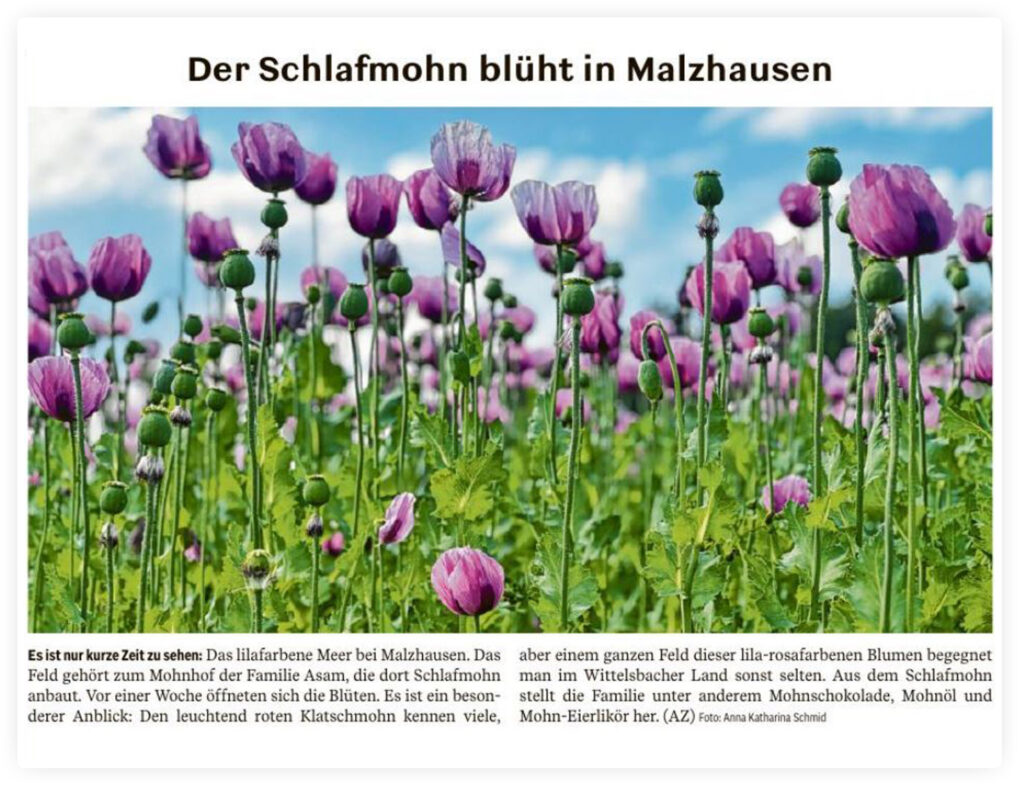 Der Schlafmohn blüht im Malzhausen