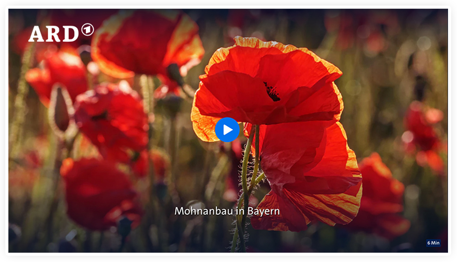 Mohnanbau in Bayern